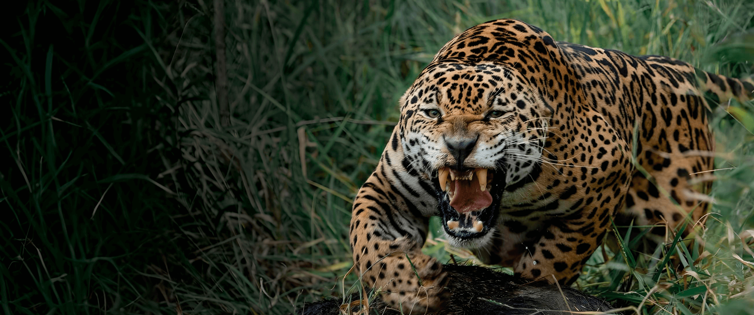 Onça-pintada observando o horizonte em meio à vegetação do Cerrado
