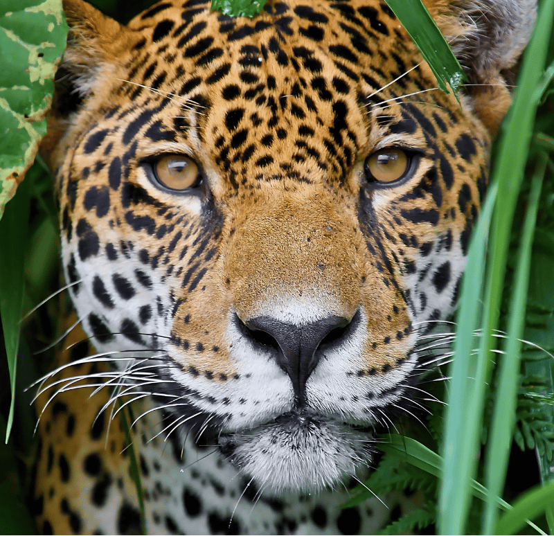 Família observando onça-pintada durante a imersão